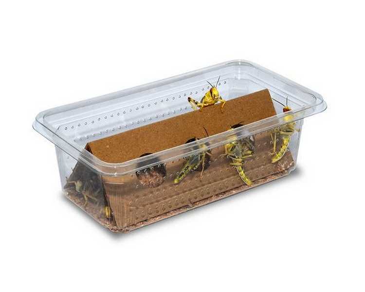 Small Locust - Super Pack (~40 Locusts)